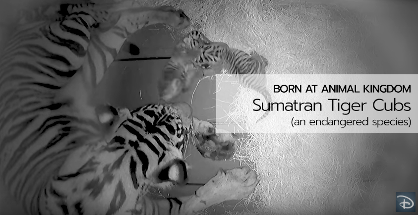 Sumatran Tiger Cubs are Born at Disney's Animal Kingdom by Sohni, a Highly Endangered Species
